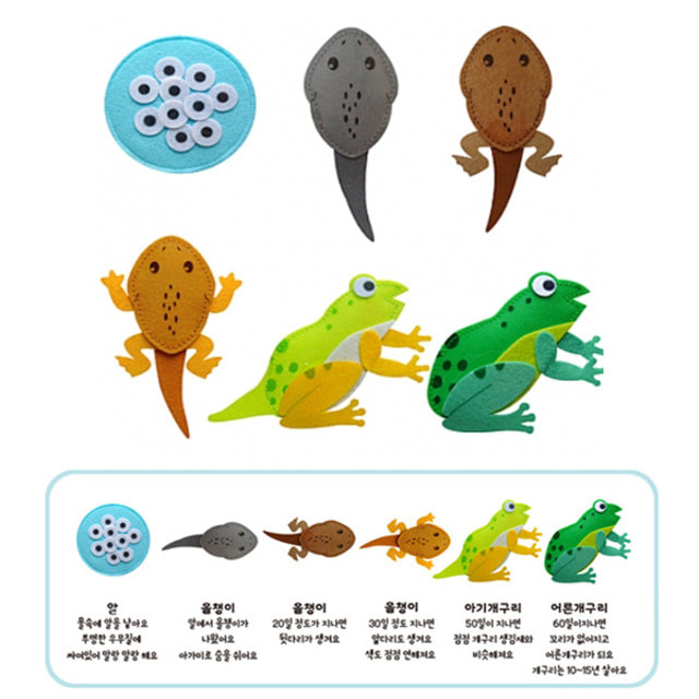 청양토이 동물의 한살이 4종 개구리 배추흰나비 장수풍뎅이 고추잠자리